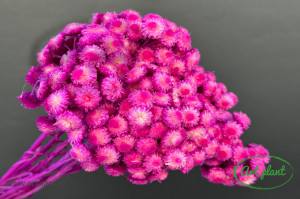 Helichrysum italian erika