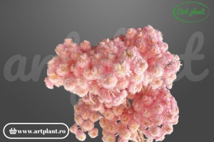 Helichrysum italian light pink