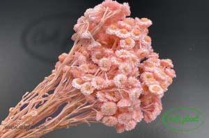 Helichrysum Italian Light Pink - Img 2