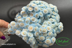 Helichrysum Italian Light Sky - Img 2