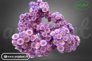 Helichrysum italian lila