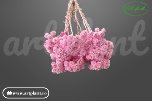 Helichrysum italian uscat roz lila pentru aranjamente florale