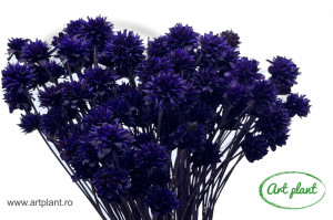 Hill Purple
