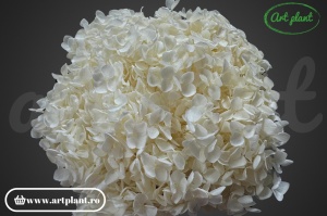 Hortensie Alb-Crem - Img 1