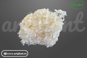 Hortensie Alb-Ivoire