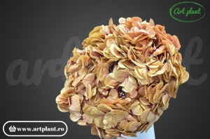 Hortensie Criogenata Crem-Roz Bic Pin01 XL - Img 2