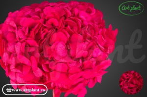 Hortensie Criogenata Hot Pink Pin03 XL - Img 2