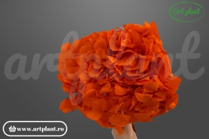Hortensie Criogenata Portocaliu Ora02 XL