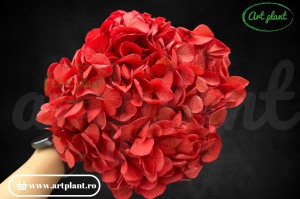 Hortensie Criogenata Rosu Caramiziu Red04 XL