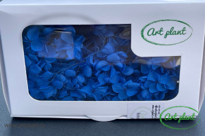 Hortensie Royal Blue - Img 2