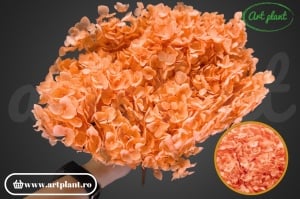 Hortensie Somon