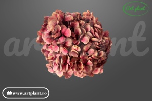 Hortensie stabilizata Mauve Antique