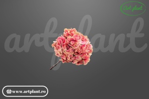 Hortensie Strawberry Antique
