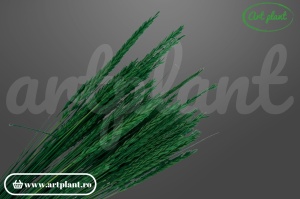 Iarbă decorativă uscată verde bandiera