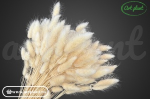 Lagurus alb ivoire (G)