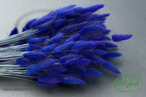 Lagurus albastru indigo - Img 2