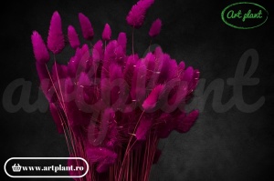 Lagurus erika (G) - Img 2