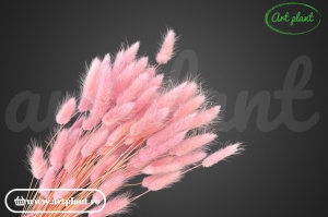 Lagurus filder - Img 2