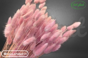 Lagurus glicine