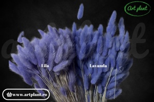 Lagurus lavanda (G) - Img 1