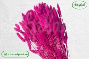 Lagurus roz fuchsia - Img 2