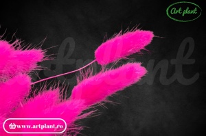 Lagurus roz fuchsia - Img 2