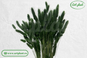 Lagurus verde inchis - Img 2