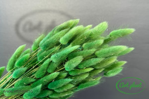 Lagurus verde