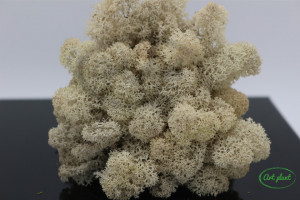 Licheni stabilizati Cream - Img 2