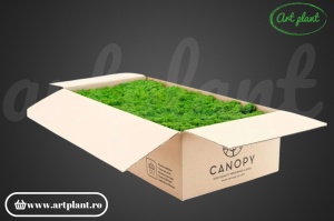 Licheni stabilizati Nature Green