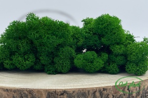 Licheni stabilizati Nature Green - Img 2