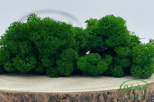 Licheni stabilizati Nature Green - Img 2