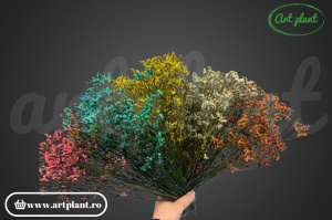 Limonium Pink - Img 2
