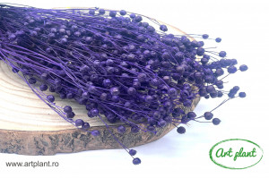 Lino (In) Purple