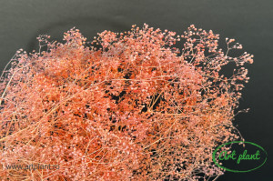 Mini gypsophila somon