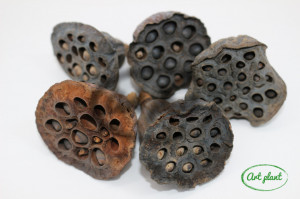 Mini lotus natur 4-5 cm