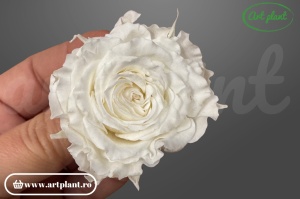 Mini Rose Romantic stabilizate ivory