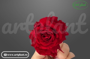 Mini Rose Romantic stabilizate Rosu