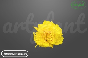 Mini Rose Romantic stabilizate sunny yellow