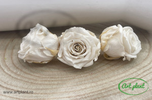 Mini Roze Alb-Crem Whi04 - Img 1
