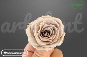 Mini Roze Capucino Cho89