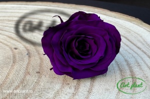 Mini Roze Mov Indigo Pur01