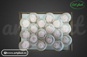 Mini Roze Roz Pal Pin89 - Img 3