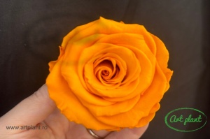 Mini Roze Warmi Portocaliu Yel04