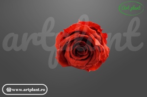 Mini Roze Warmi Roșu Cărămiziu Grp01