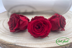 Mini Roze Warmi Rosu Red01 - Img 1