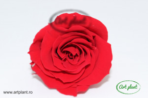 Mini Roze Warmi Rosu Red02