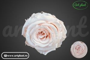 Mini Roze Warmi Roz Pal Pin89