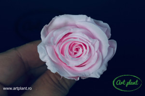 Mini Roze Warmi Roz Pin99 - Img 2