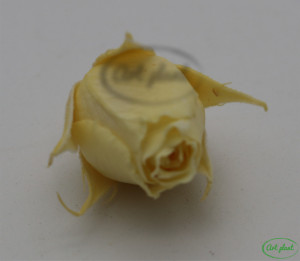 Miniroze Criogenate Galben XS - Img 1
